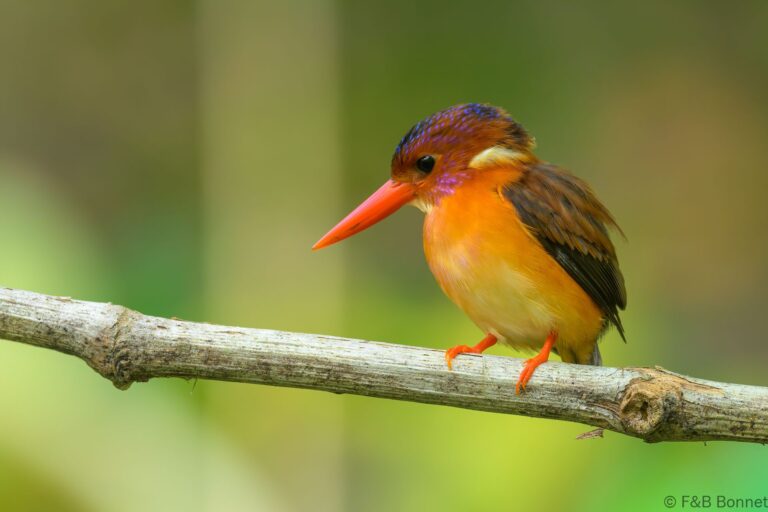 Sulawesi dwarf kingfisher indonesia 5