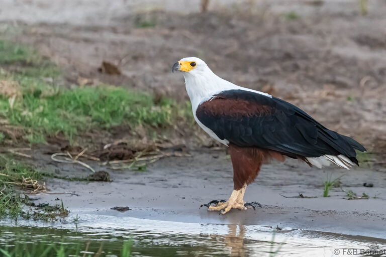 African fish eagle botswana 2