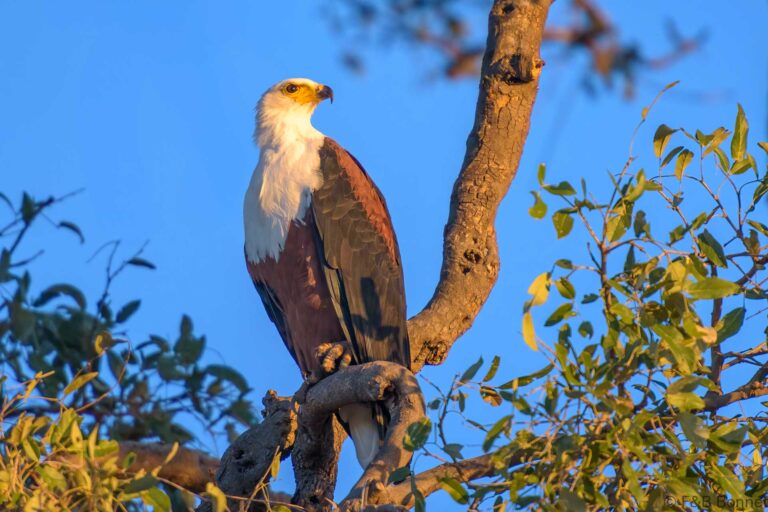 African fish eagle south africa 1