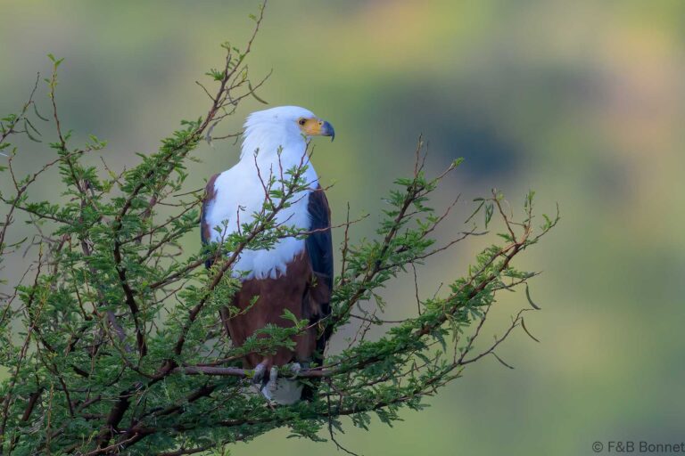African fish eagle south africa 4