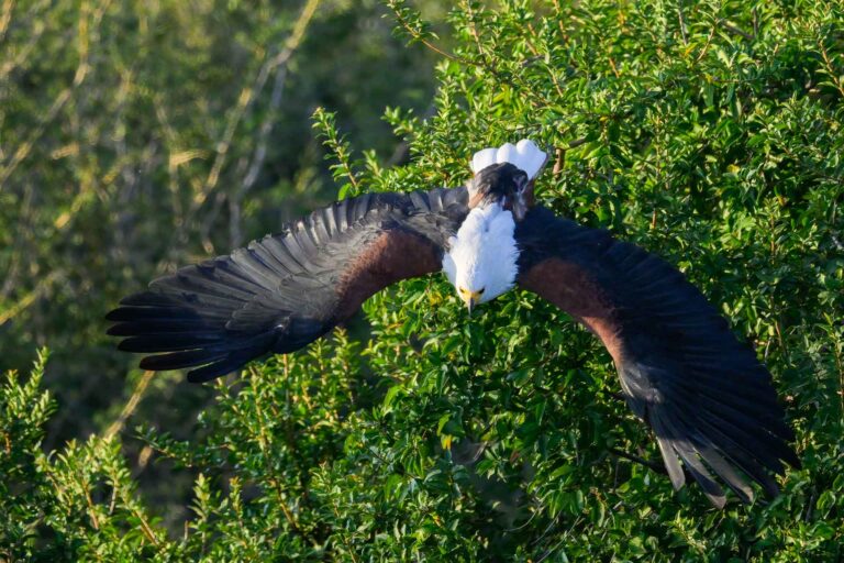 African fish eagle south africa 5