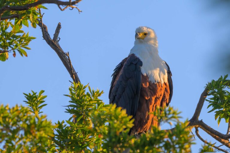African fish eagle south africa 6