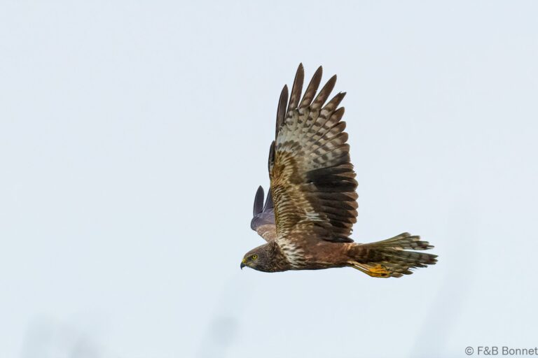 African marsh harrier south africa 1