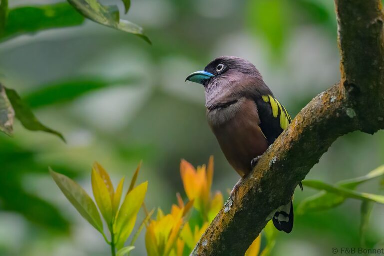 Banded broadbill indonesia 3