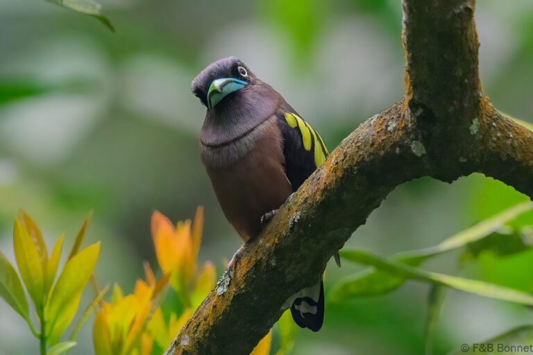 Banded broadbill indonesia 4