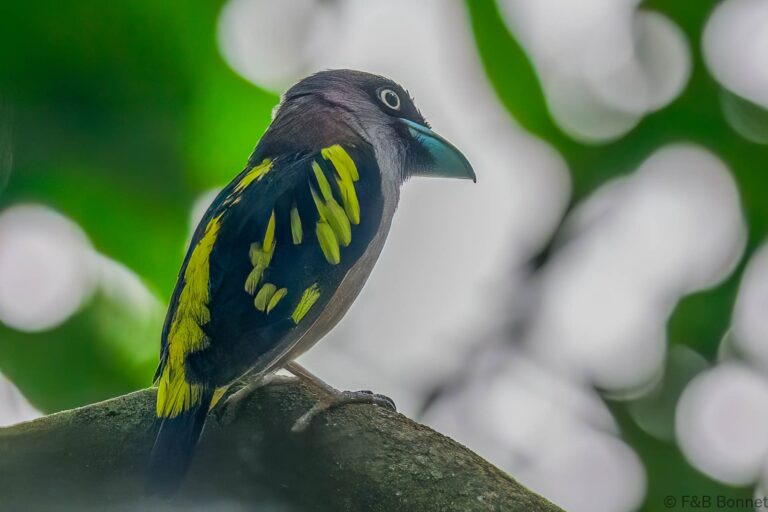 Banded broadbill indonesia 5
