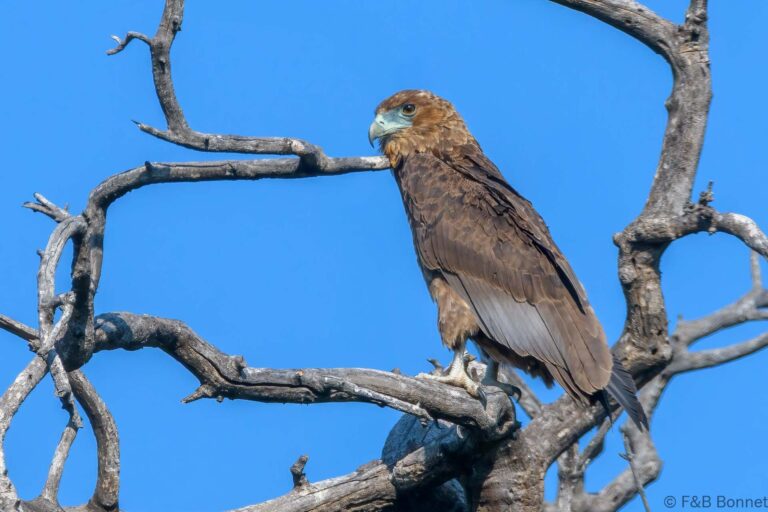 Bateleur south africa 2
