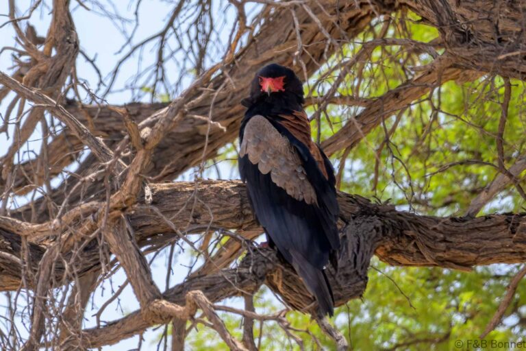 Bateleur south africa 3