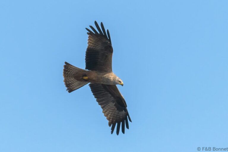 Black kite france 1