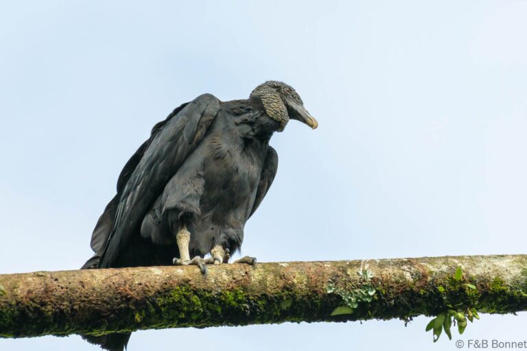Black vulture costa rica 1