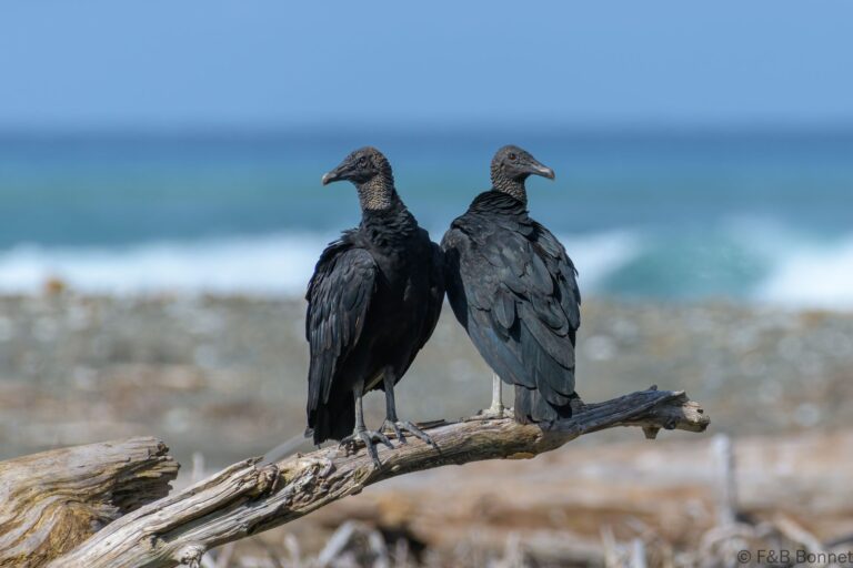 Black vulture costa rica 2