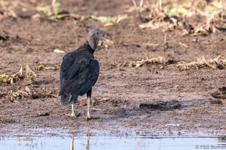 Black vulture costa rica 4
