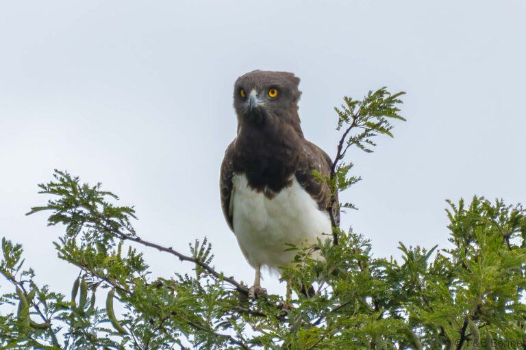 Black chested snake eagle south africa 1