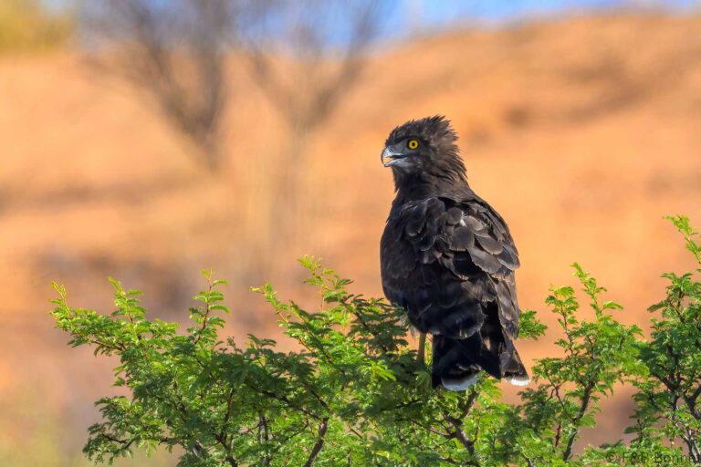 Black chested snake eagle south africa 2