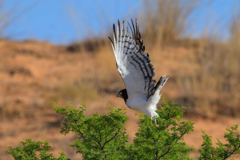 Black chested snake eagle south africa 4