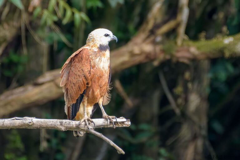Black collared hawk costa rica 2