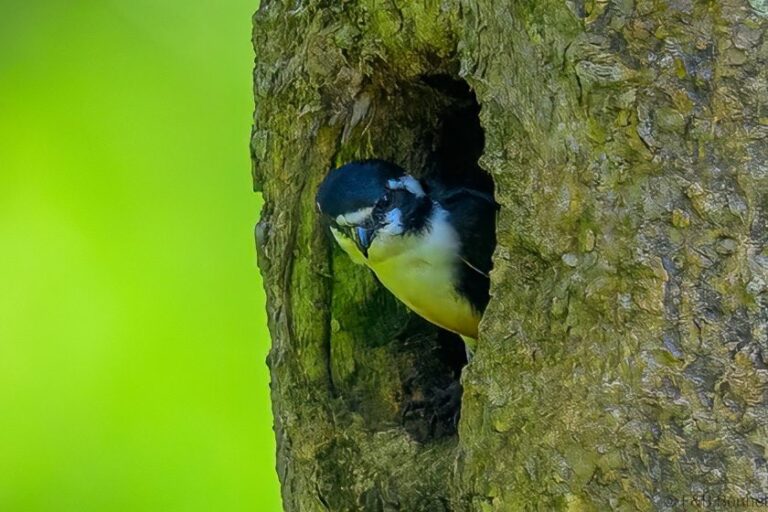 Black thighed falconet indonesia 2