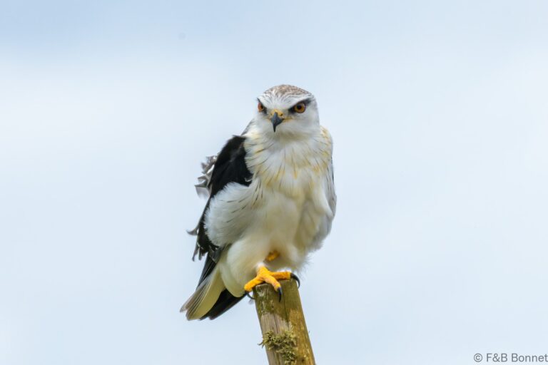 Black winged kite south africa 1