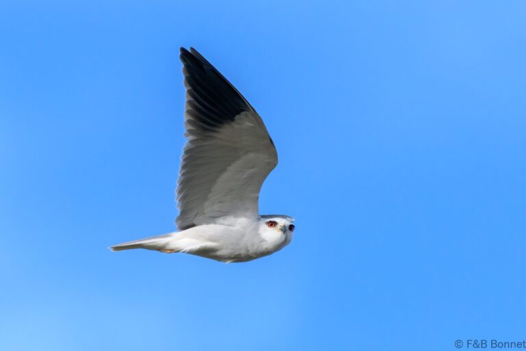 Black winged kite south africa 3