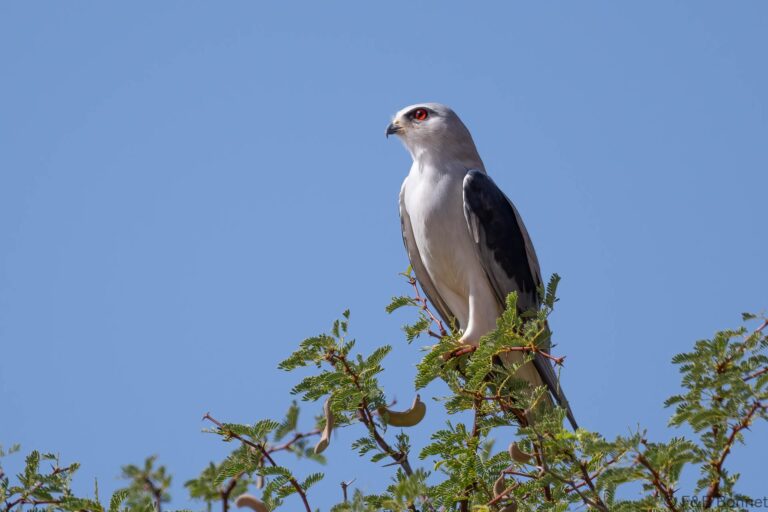 Black winged kite south africa 4