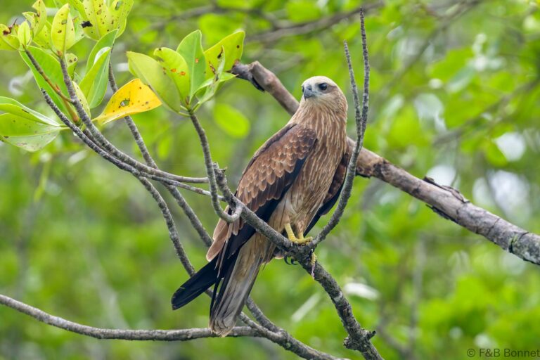 Brahminy kite thailand 1