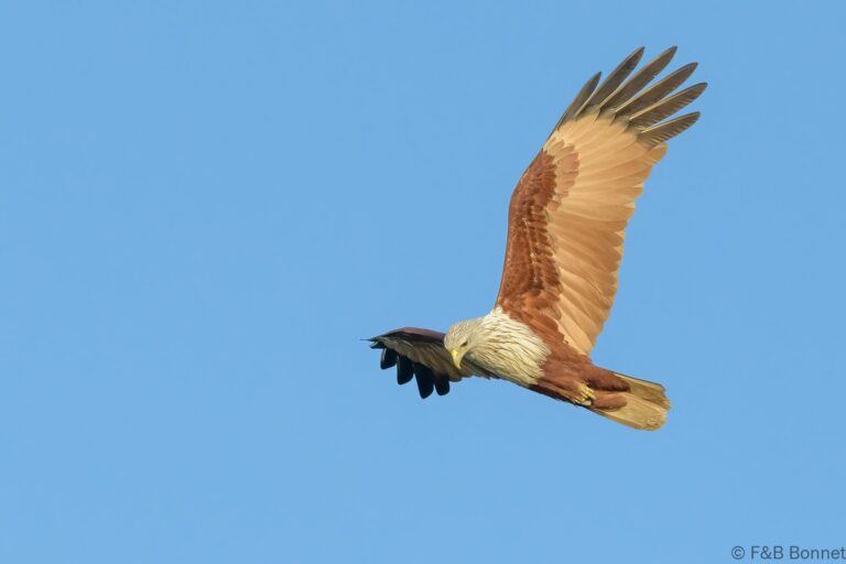 Brahminy kite thailand 2