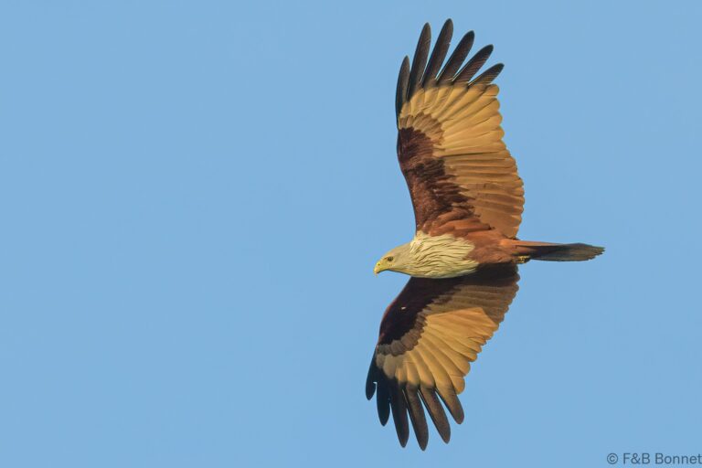 Brahminy kite thailand 3