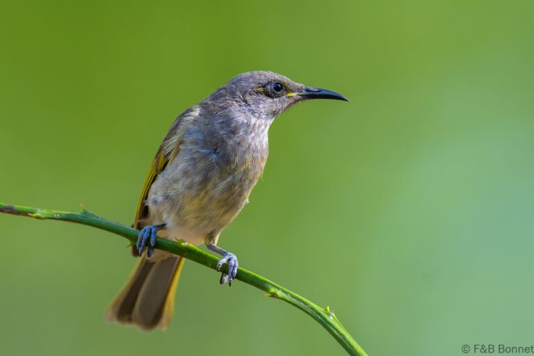 Brown honeyeater indonesia 2
