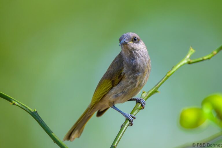 Brown honeyeater indonesia 3