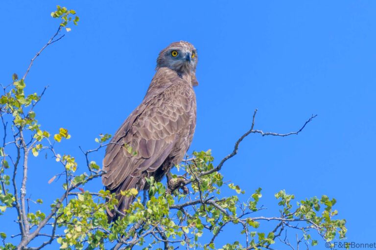 Brown snake eagle south africa 4