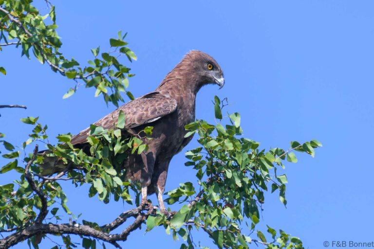 Brown snake eagle south africa 5
