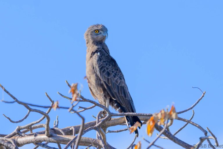 Brown snake eagle south africa 6