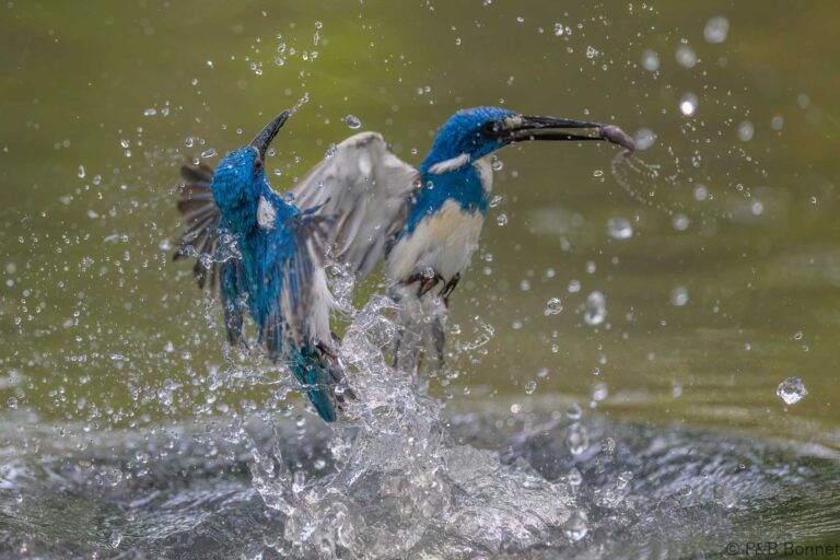 Cerulean kingfisher indonesia 10