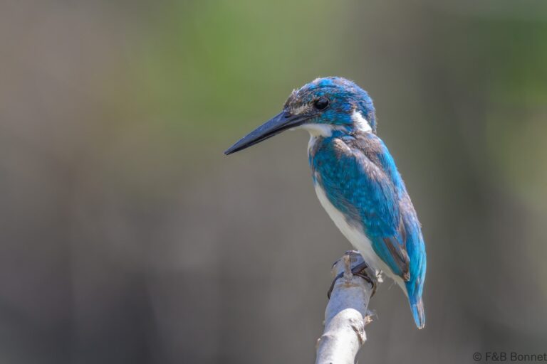 Cerulean kingfisher indonesia 11
