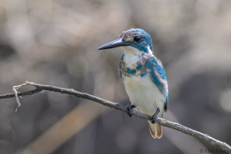 Cerulean kingfisher indonesia 12