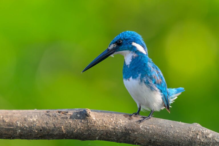 Cerulean kingfisher indonesia 2