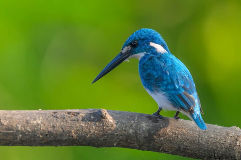 Cerulean kingfisher indonesia 3