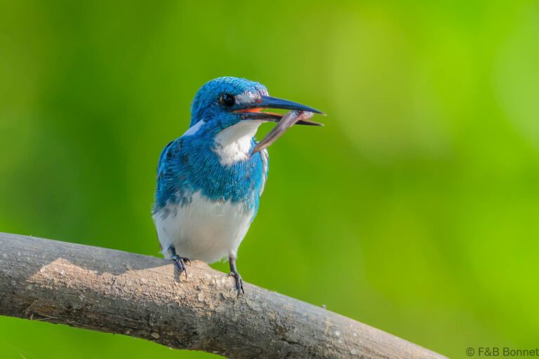 Cerulean kingfisher indonesia 4