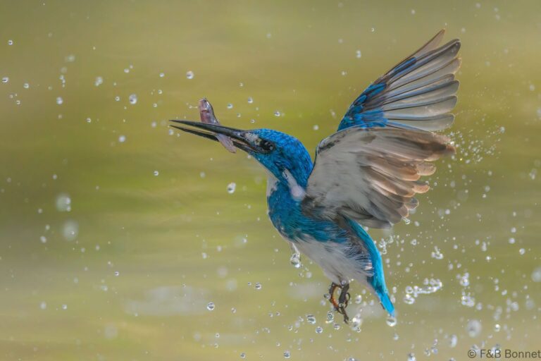 Cerulean kingfisher indonesia 5