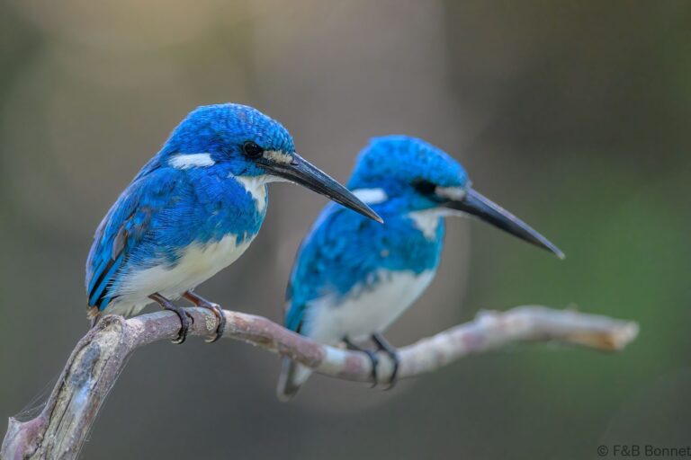 Cerulean kingfisher indonesia 6