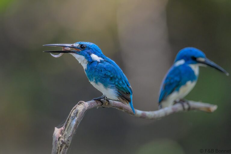 Cerulean kingfisher indonesia 7