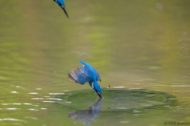 Cerulean kingfisher indonesia 8