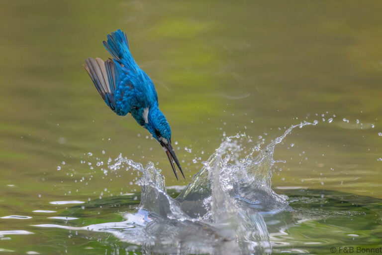 Cerulean kingfisher indonesia 9