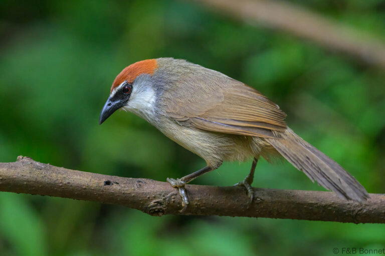 Chestnut capped babbler indonesia 1