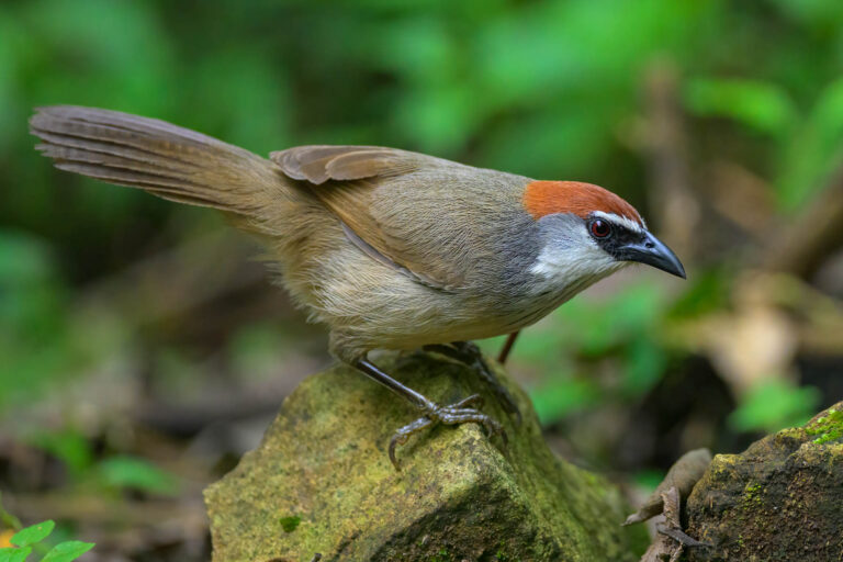 Chestnut capped babbler indonesia 2