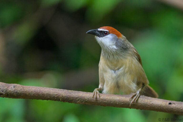 Chestnut capped babbler indonesia 3