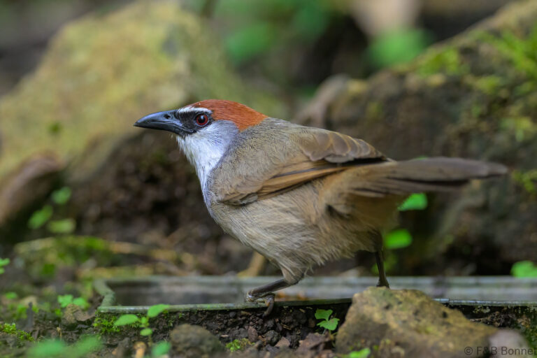 Chestnut capped babbler indonesia 4