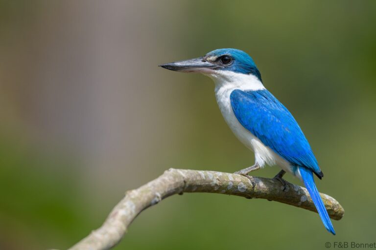Collared kingfisher indonesia 1