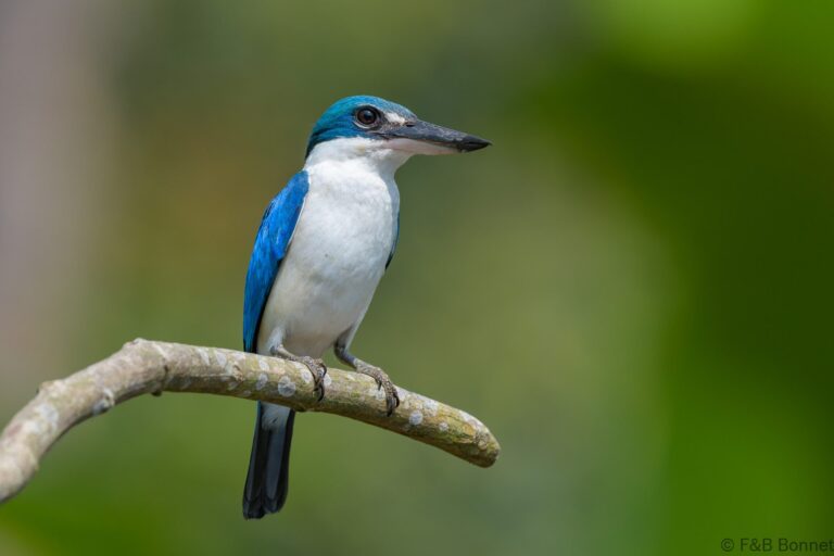 Collared kingfisher indonesia 2