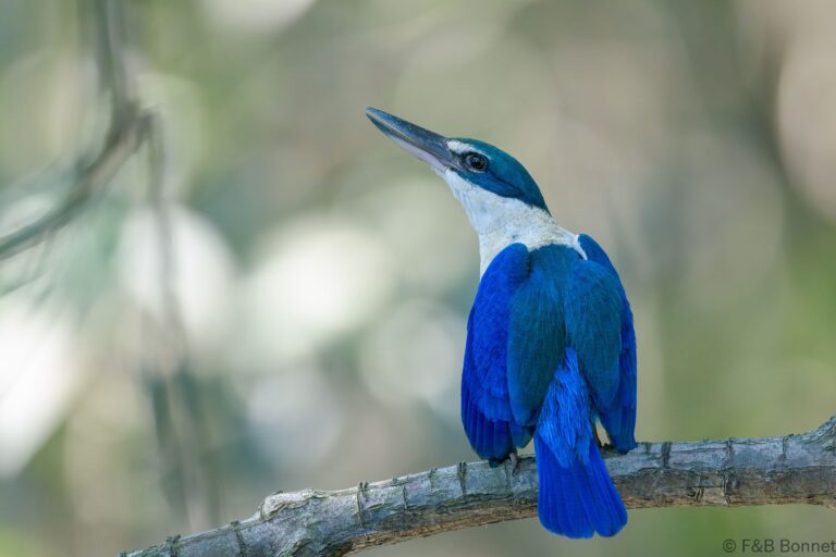 Collared kingfisher thailand 2